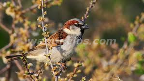 BUSCO PAJAROS SILVESTRES JILGUER,PARDILLOS.. (GERONA) 2