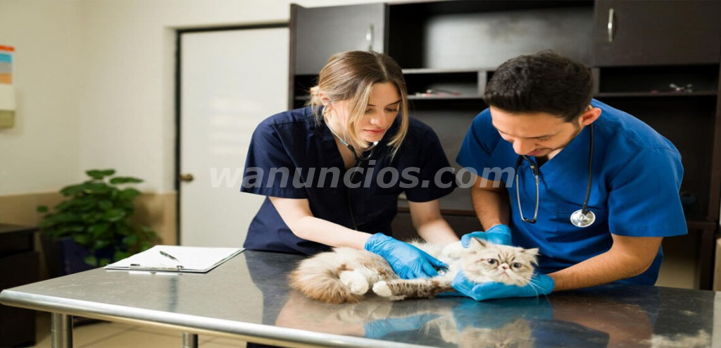 Necesitas un Veterinario a Domicilio en Madrid? (Madrid) 2