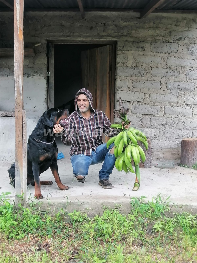 Busco perrita Rottweiler pura o con características bien definidas para cruzar. (Tegucigalpa) 2