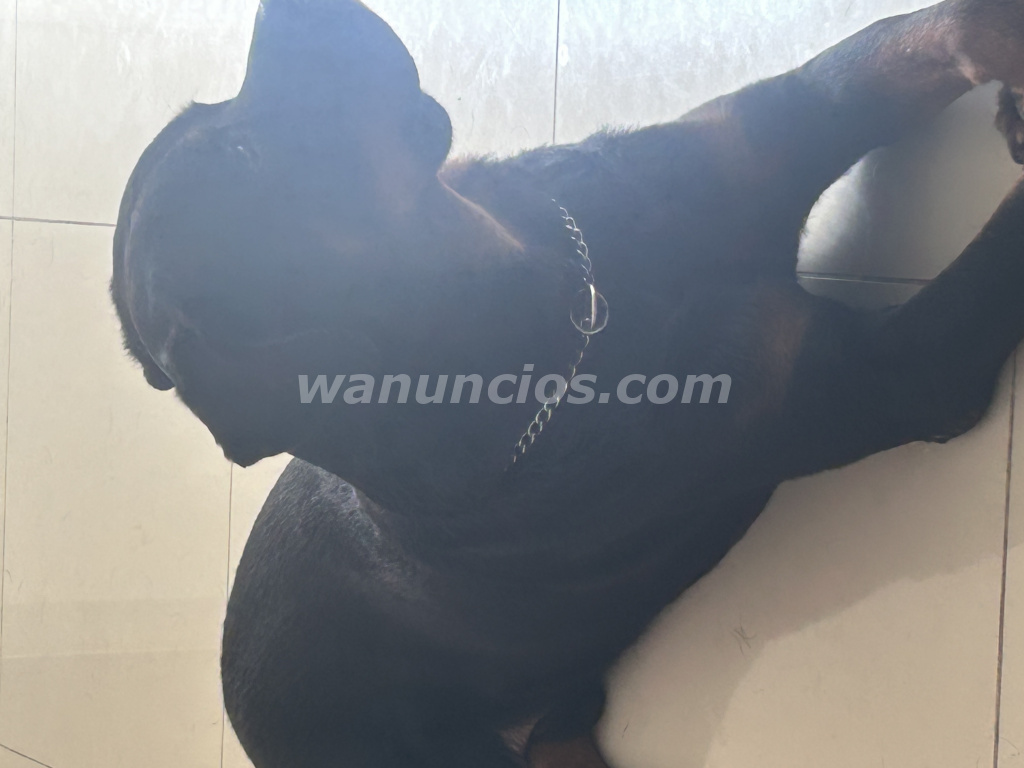 Busco perrita Rottweiler pura o con características bien definidas para cruzar. (Tegucigalpa) 4