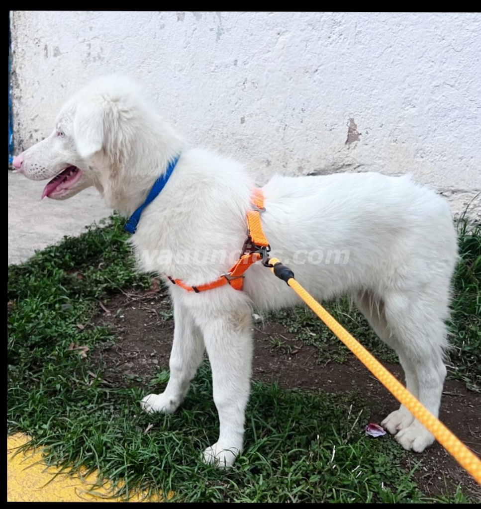 Cachorros de Pastor Australiano Ovejero Puro (A Nivel Nacional)