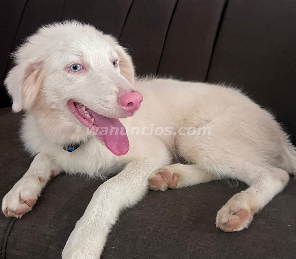 Cachorros de Pastor Australiano Ovejero Puro (A Nivel Nacional) 3