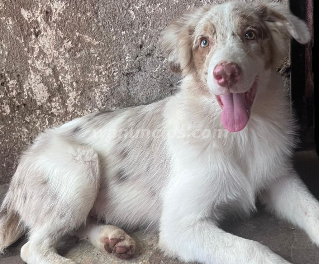 Cachorros de Pastor Australiano Ovejero Puro (A Nivel Nacional) 4