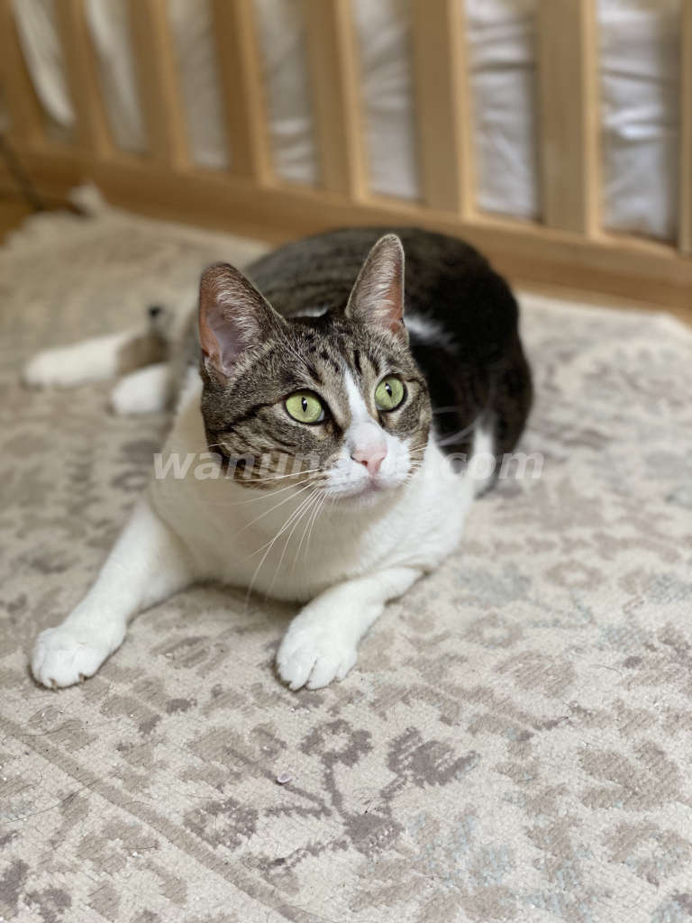 Adopción urgente gata 4 años en Barcelona