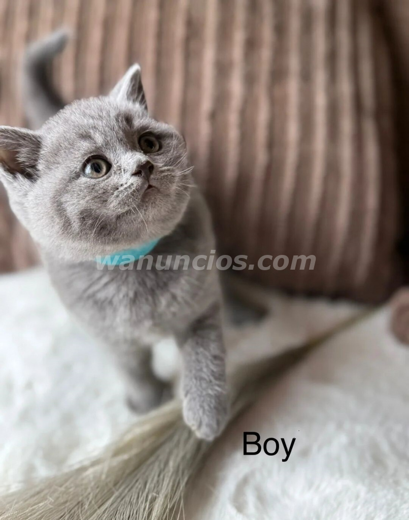 190 € - Gatitos Británicos Cariñosos, muy tranquilos y hermosos