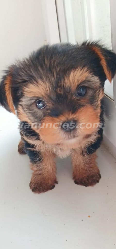 300 € - Hermoso Cachorrito Yorkshire Terrier Listo para un Nuevo Hogar