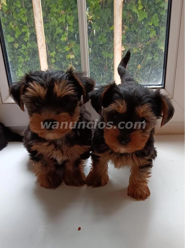 300 € - Hermoso Cachorrito Yorkshire Terrier Listo para un Nuevo Hogar 3