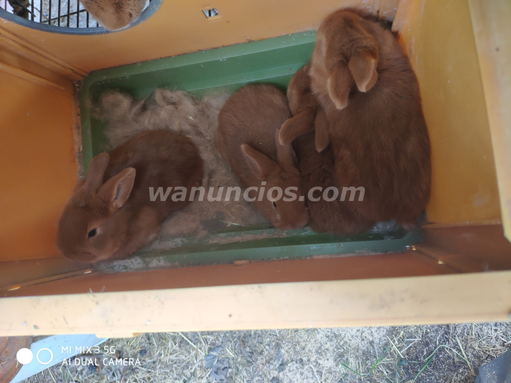 25 € - Conejos Leonado de Borgoña pura raza Francia (Valencia)
