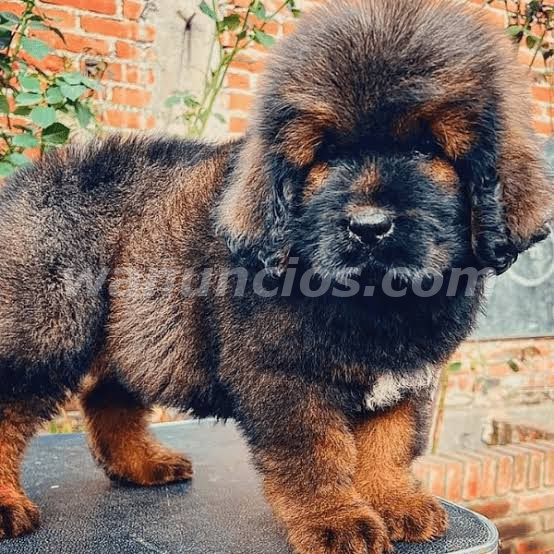 Se ofrece cachorritos de Mastín Tibetano y Chow Chow.