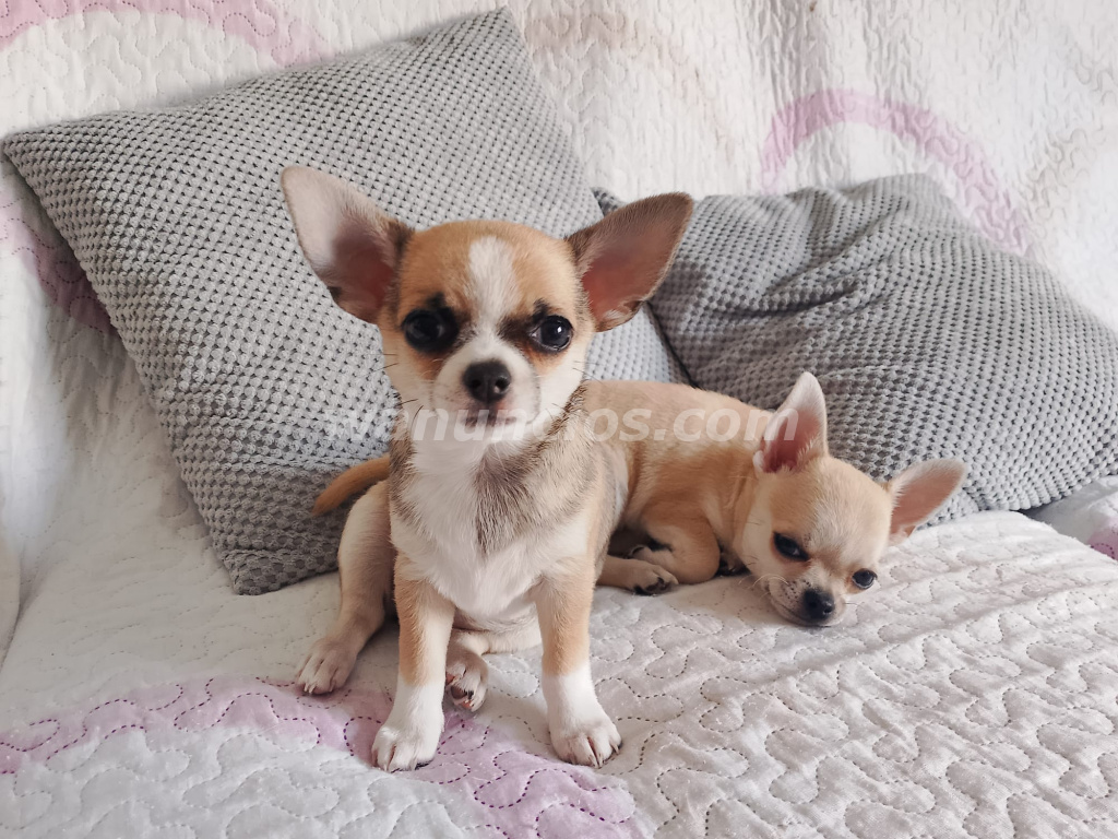 700 € - Disponible última cachorrita chihuahua en Navarra (Navarra)