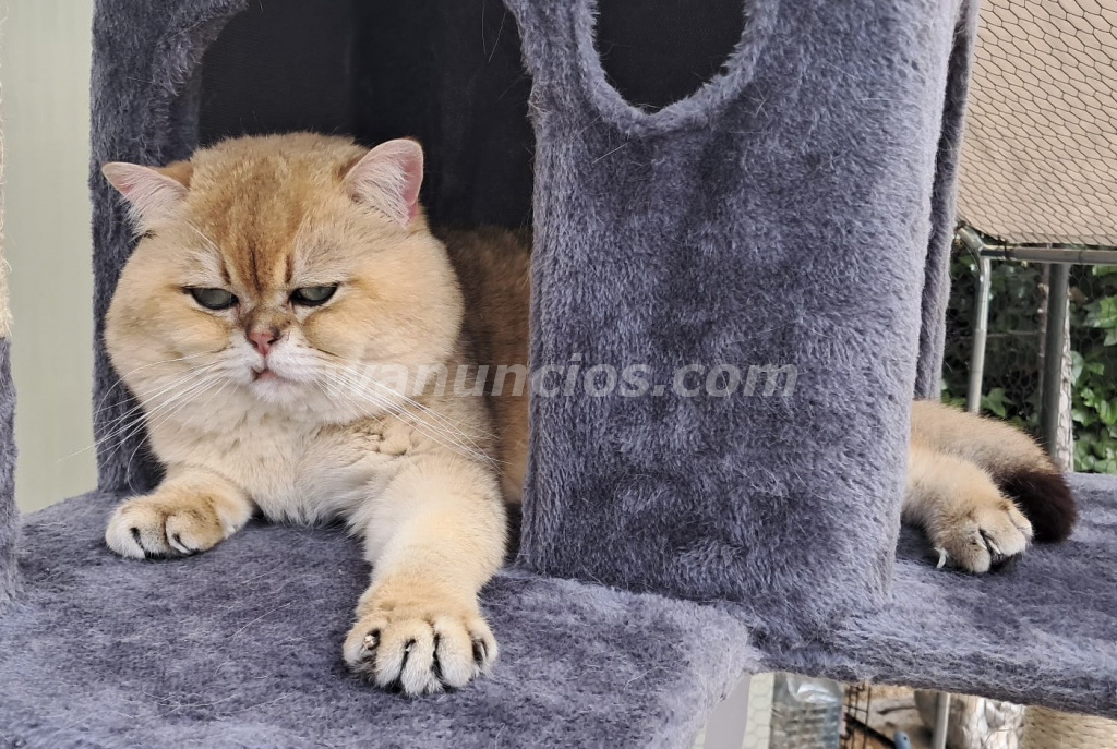 250 € - MONTA DE GATOS SEMENTAL DE PEDIGRI de CALIDA D (LAS ROZAS DE MADRID) 2