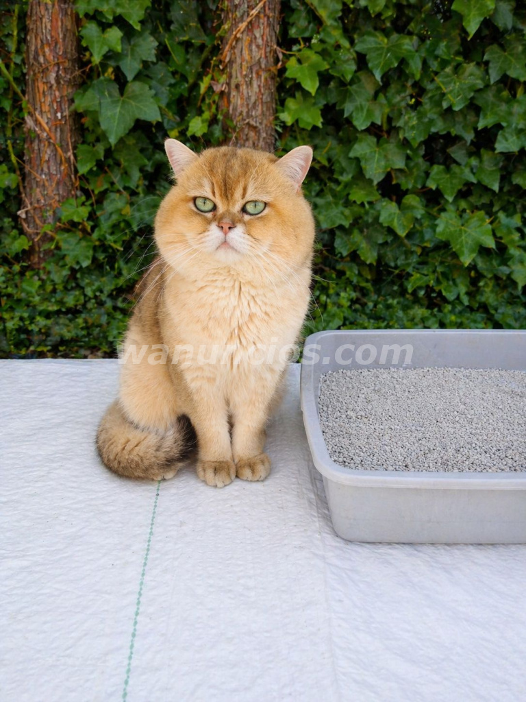 249 € - Monta Macho British Shortair Golden Chinchilla pedigri (Las Rozas)