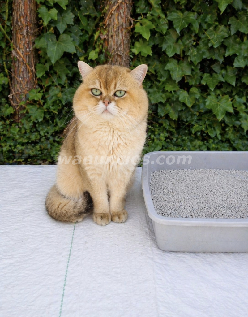 300 € - Monta Gato British Shortair Golden disponible (Las Rozas)