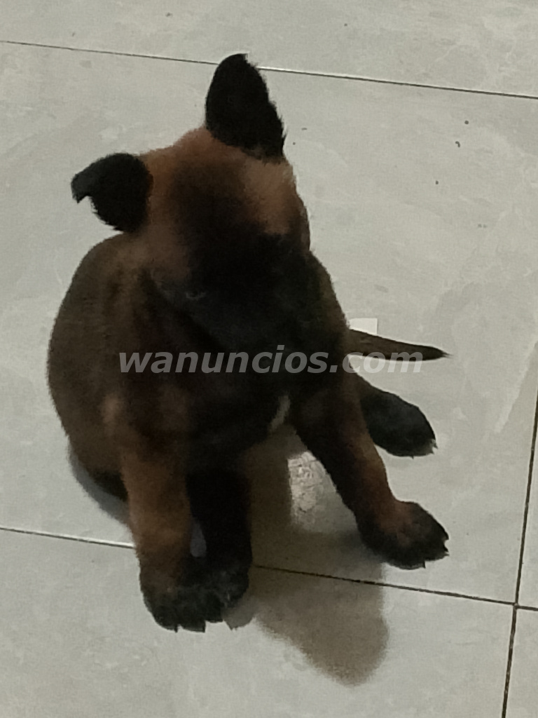 Chico majo buscando chicas para pasar buenos momentos (León)
