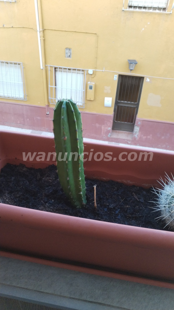 Para mujeres maduras con deseos de intimidad (Roquetas de Mar)