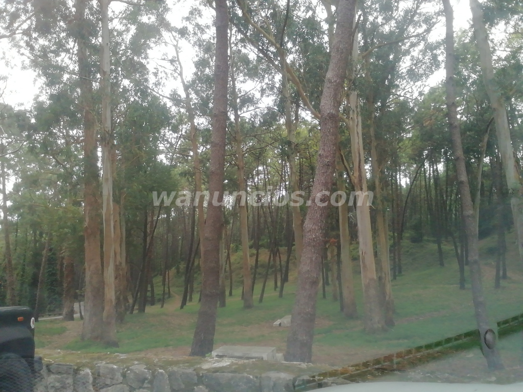 Maduro 50 discreto en Pinares de Liencres (Liencres)